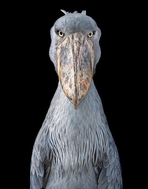 Tim Flach